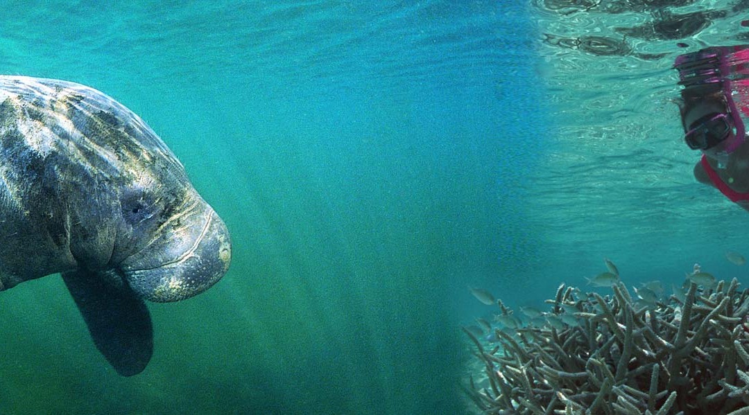 Schwimmen mit den Manatees